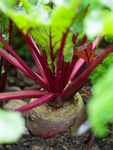 Guide to growing Beetroot