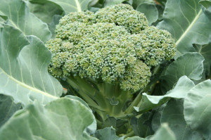 Growing Broccoli