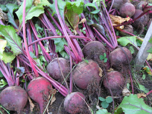 Harvested Beetroot